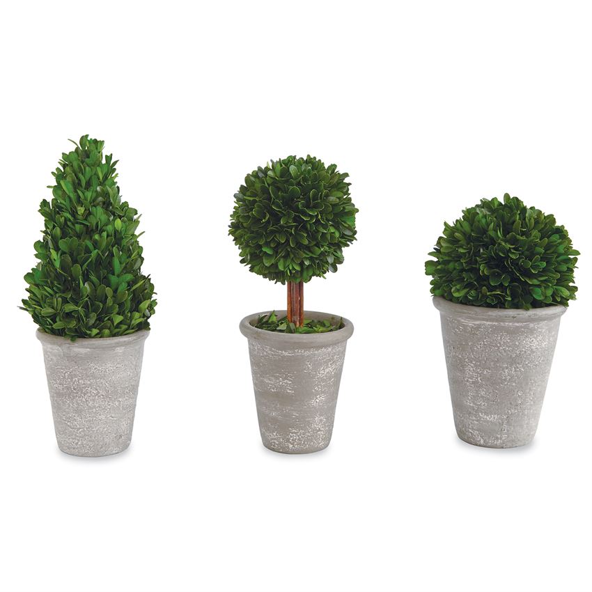 Large Cone Shaped Boxwood in Pot