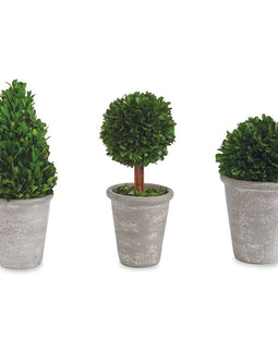 Tall Boxwood Ball in Pot