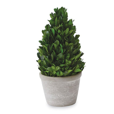 Small Cone Shaped Boxwood in pot